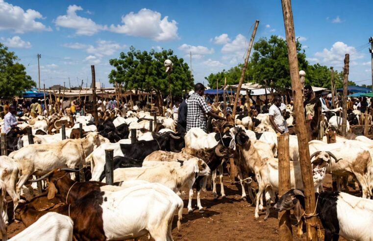 Burkina Faso’s livestock blockade: a high-stakes gamble for economic sovereignty