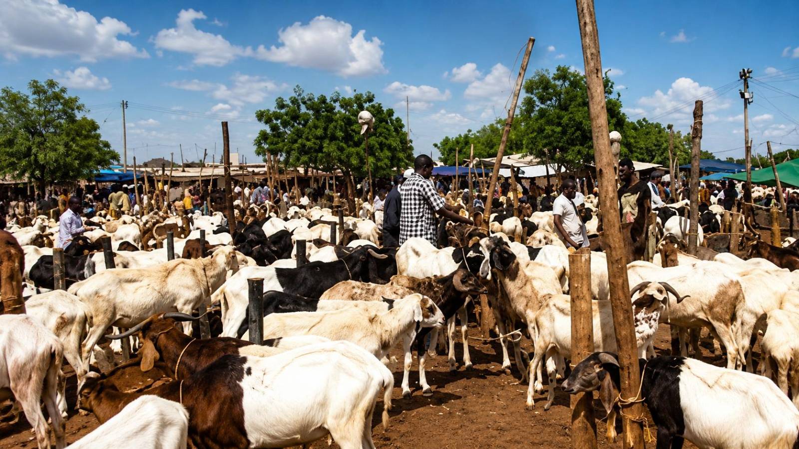 Burkina Faso’s livestock blockade: a high-stakes gamble for economic sovereignty