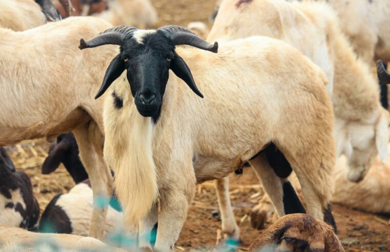 How tabaski is driving Senegalese into debt each year