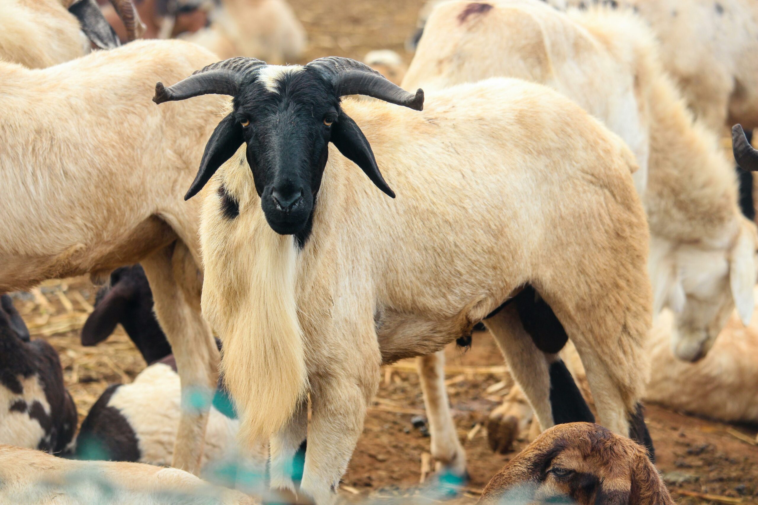 How tabaski is driving Senegalese into debt each year