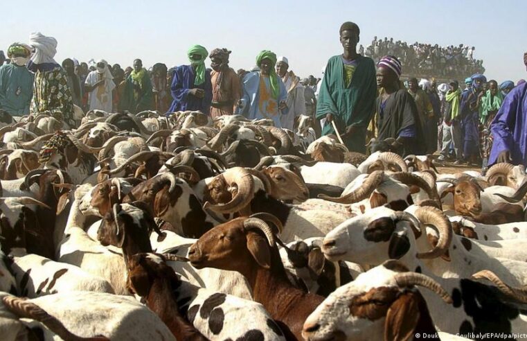Mali secures livestock supply ahead of tabaski with military escort