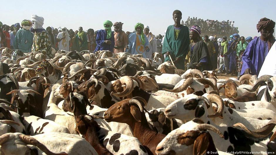 Mali secures livestock supply ahead of tabaski with military escort