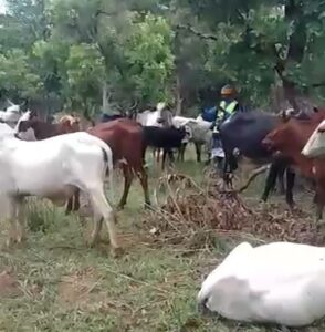 Bamingui-bangoran mercernaries and faca accused of cattle theft in ndele