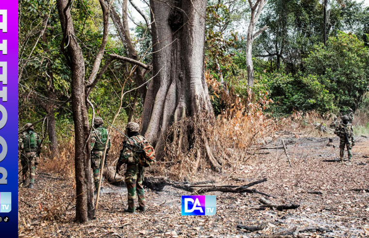 Casamance conflict: weakened rebels but cannabis threat to peace efforts