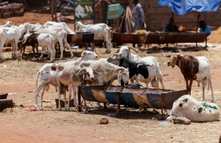 Bamako faces eid al-adha under jihadist blockade in Mali