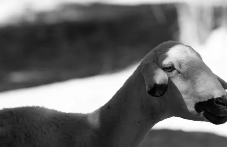 Tabaski 2026: Burkina Faso’s livestock export ban shakes ivory coast markets