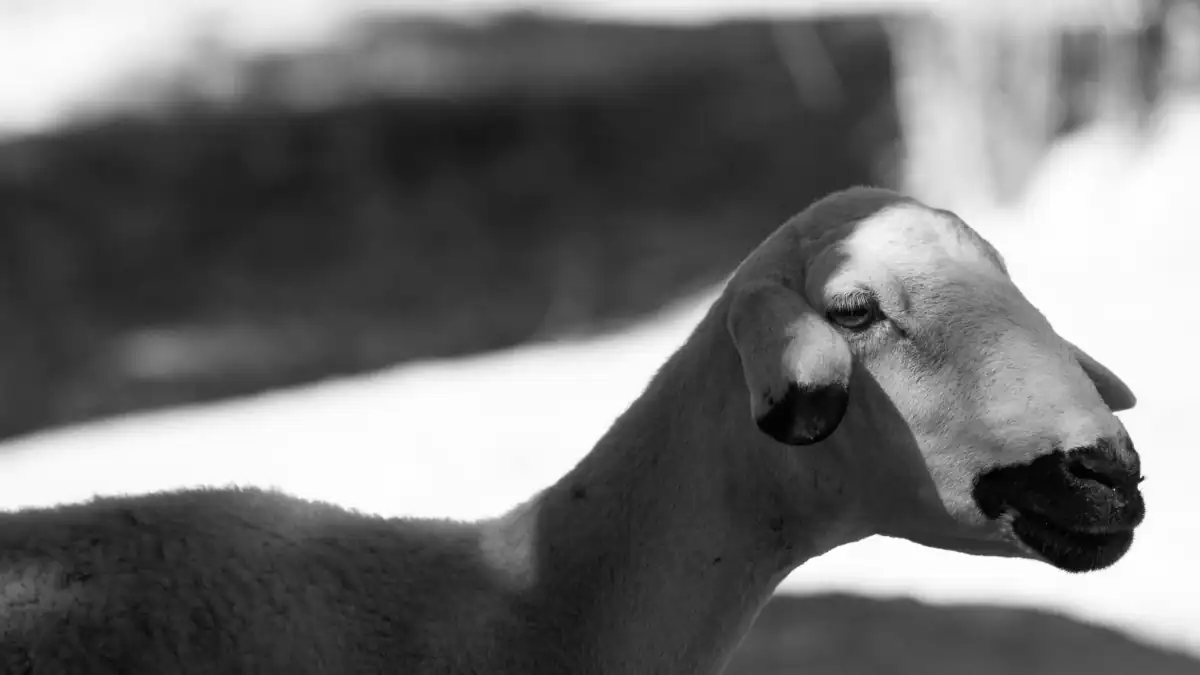 Tabaski 2026: Burkina Faso’s livestock export ban shakes ivory coast markets