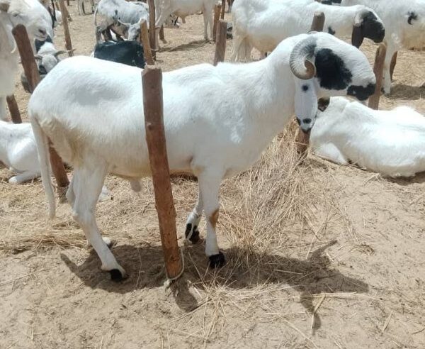 Soaring sheep prices hit Niamey ahead of tabaski celebrations