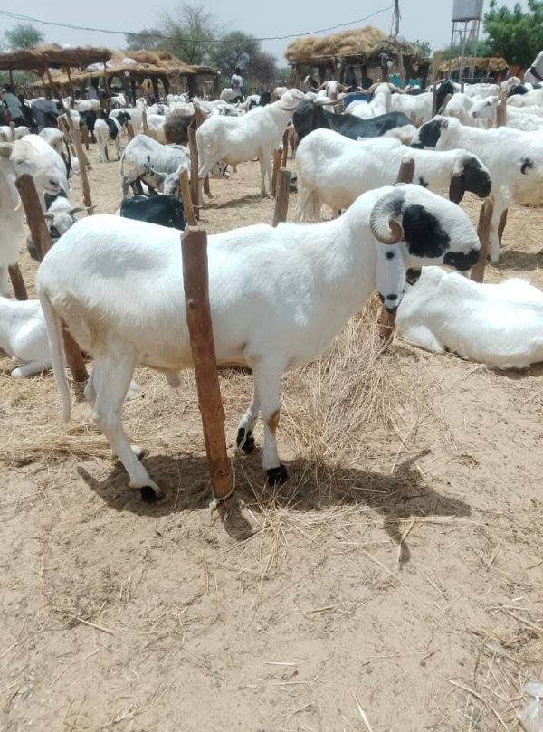 Soaring sheep prices hit Niamey ahead of tabaski celebrations
