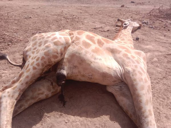 Niger: first locally born giraffe of gadabedji dies tragically