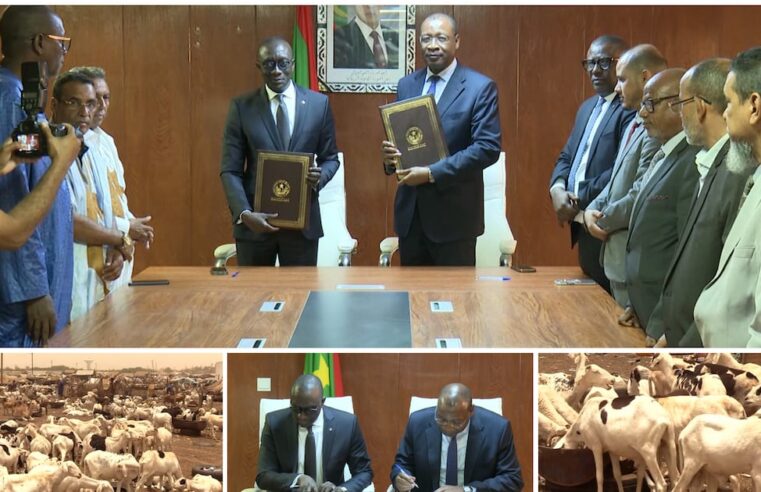 Mauritania boosts sheep supply to Senegal for tabaski amid regional insecurity