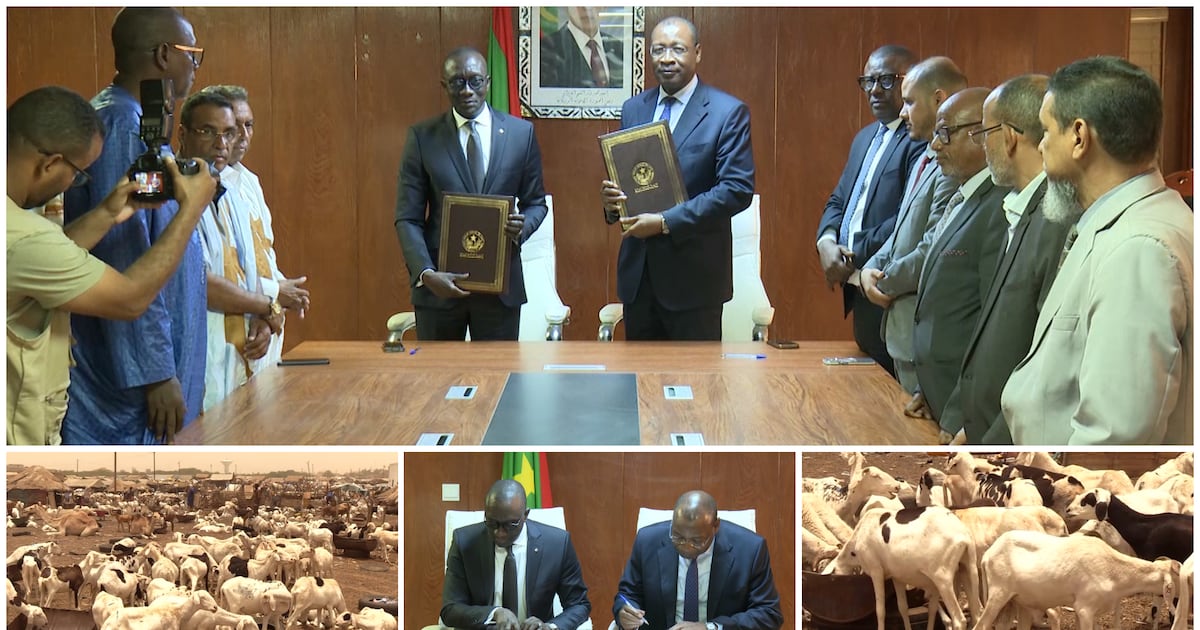 Mauritania boosts sheep supply to Senegal for tabaski amid regional insecurity