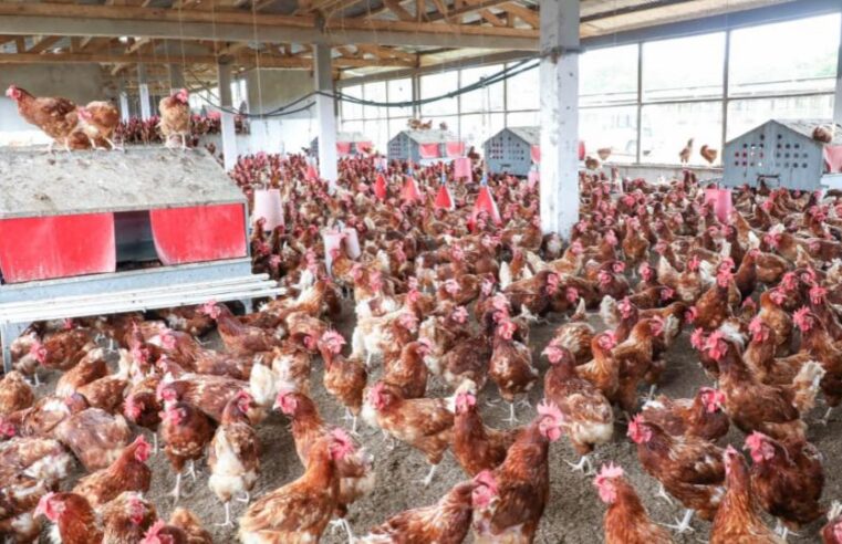 Gabon food sovereignty: why look abroad for what already exists at home?