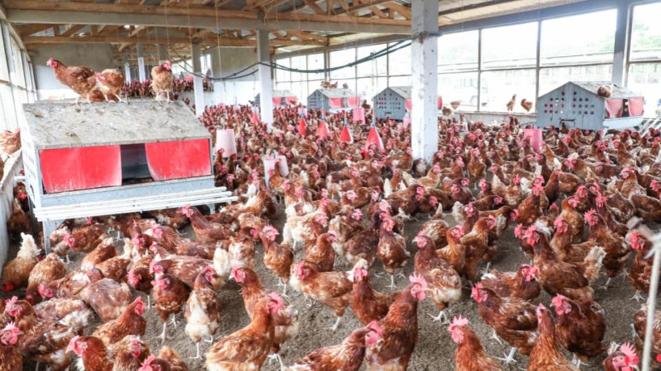 Gabon food sovereignty: why look abroad for what already exists at home?