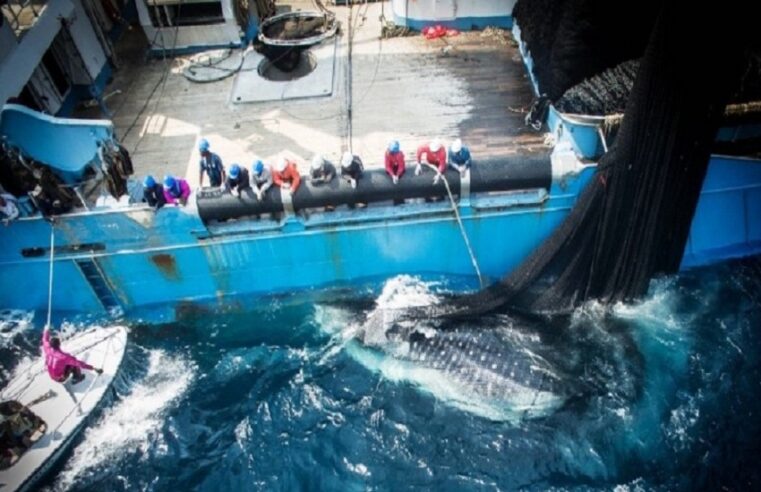 Gabon takes control of its fisheries resources