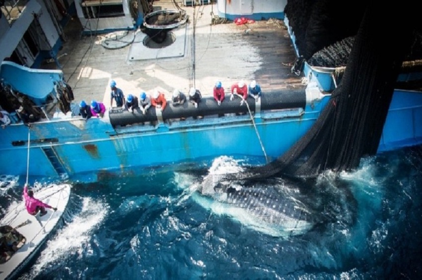 Gabon takes control of its fisheries resources