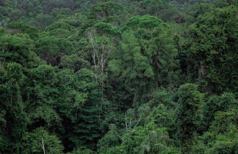 Gabon and LVMH forge new alliance for sustainable luxury ingredients