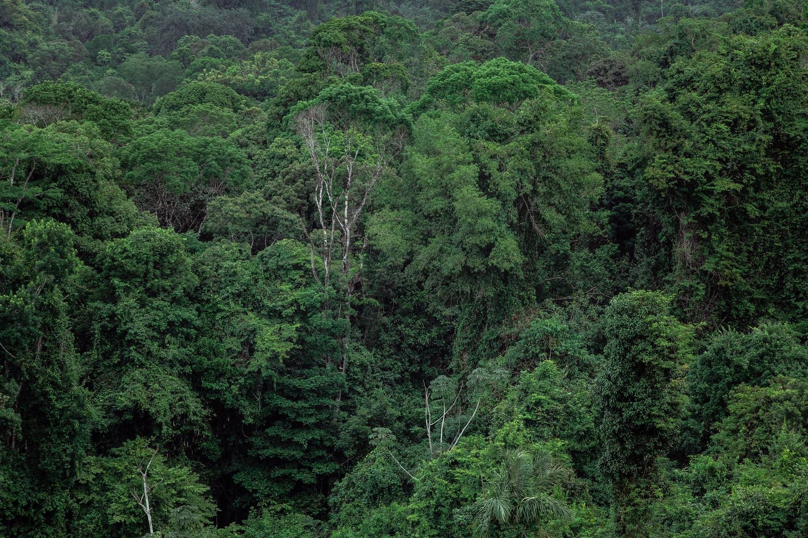 Gabon and LVMH forge new alliance for sustainable luxury ingredients