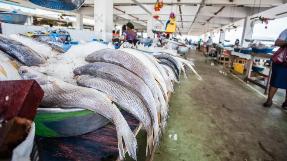 Gabon ends long-standing fisheries partnership with the european union