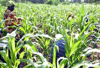 Benin secures 12.5 billion FCFA from the Islamic Development Bank to bolster agricultural resilience