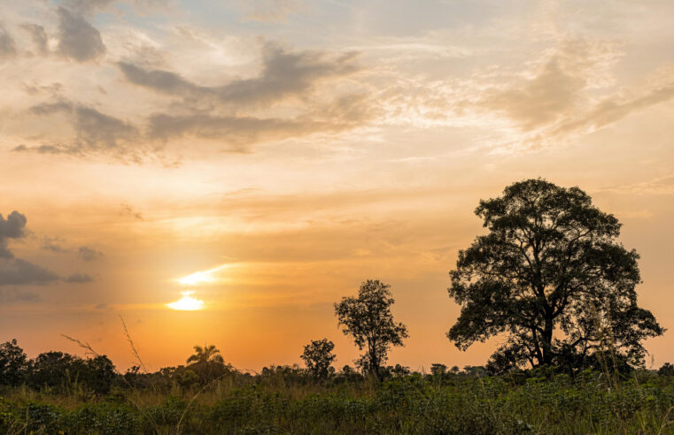 Côte d’Ivoire’s new carbon tax to power a green economy
