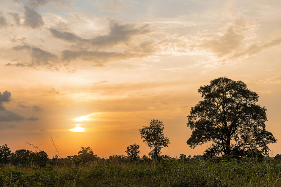 Côte d’Ivoire’s new carbon tax to power a green economy