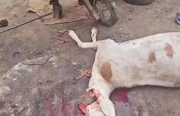 Chad: illicit slaughterhouse closed in abéché’s farik aguek district