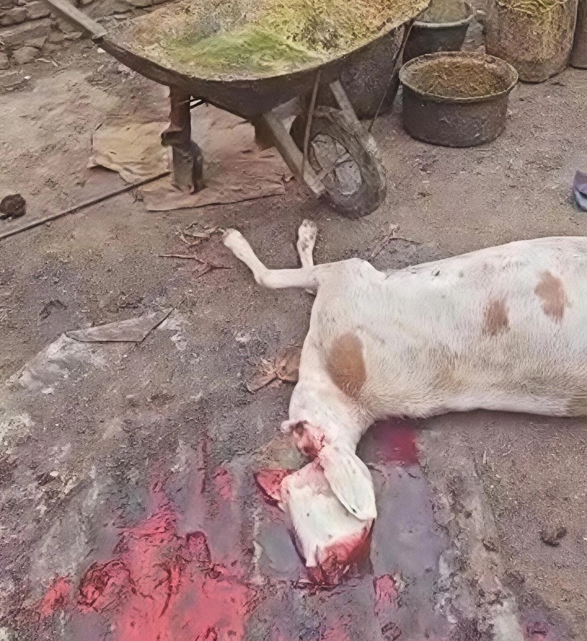 Chad: illicit slaughterhouse closed in abéché’s farik aguek district