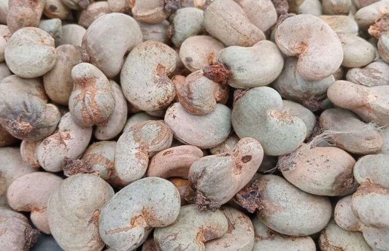 Côte d’Ivoire’s Bounkani region faces poor cashew harvest amid climate shifts and cultivation challenges