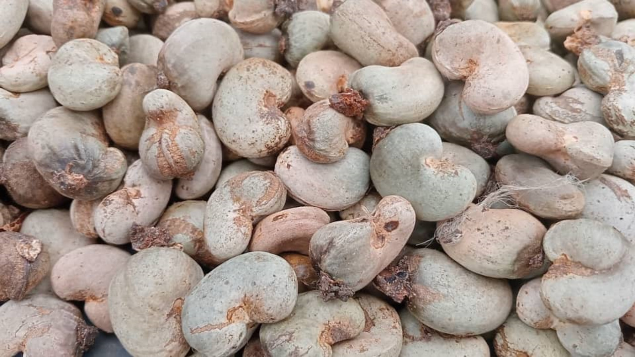 Côte d’Ivoire’s Bounkani region faces poor cashew harvest amid climate shifts and cultivation challenges