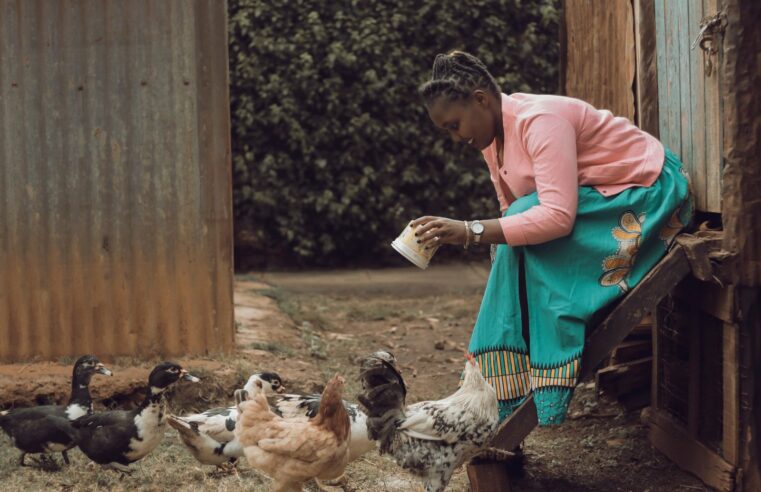 SONOCO’s ambitious plan to boost Gabon’s poultry industry