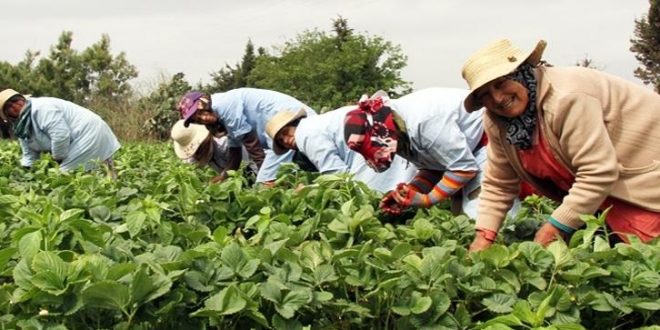 Morocco’s economy grows 4.9% in 2025 boosted by domestic demand and agriculture