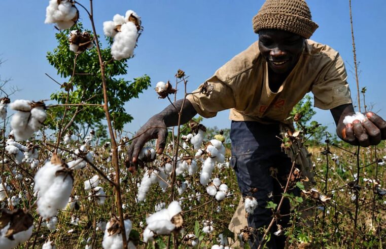 Benin accelerates local food processing to achieve food sovereignty