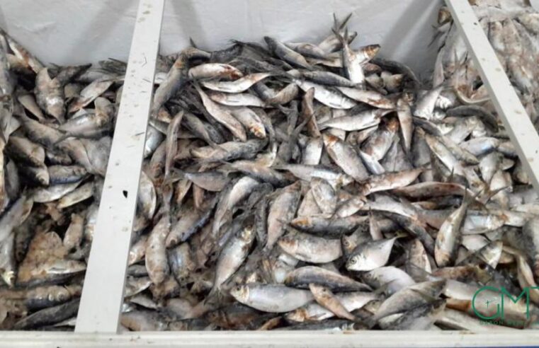 Gabon temporarily bans sardine and ‘sans nom’ fish exports to protect local supply