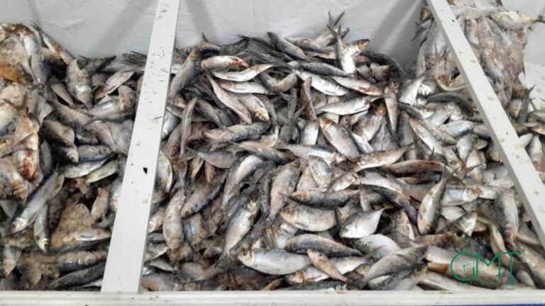 Gabon temporarily bans sardine and ‘sans nom’ fish exports to protect local supply