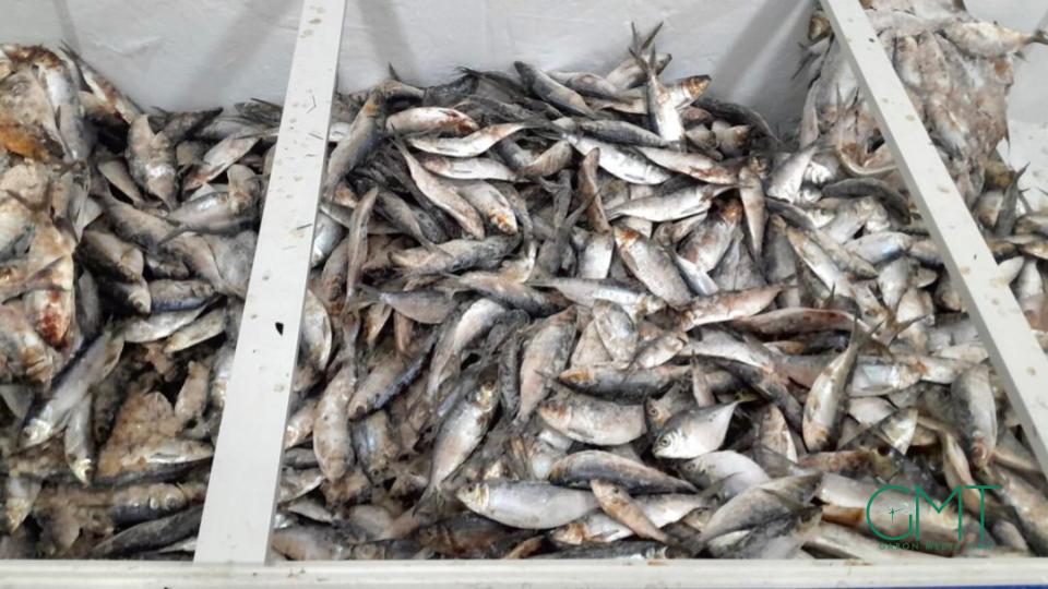 Gabon temporarily bans sardine and ‘sans nom’ fish exports to protect local supply