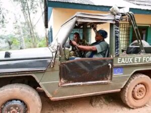 Central african republic forestry ministry cracks down on illegal loggers mimicking Wagner tactics