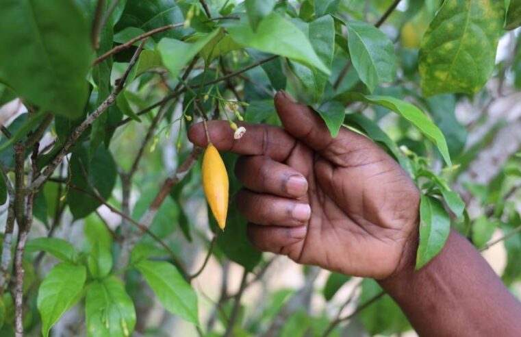 Gabon’s iboga: tapping into global health market potential