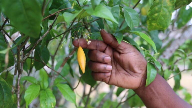 Gabon’s iboga: tapping into global health market potential