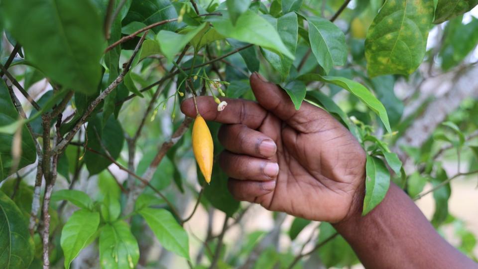 Gabon’s iboga: tapping into global health market potential