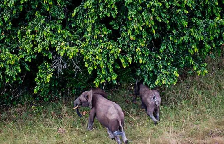 Gabon aims to transform its national parks into a global benchmark