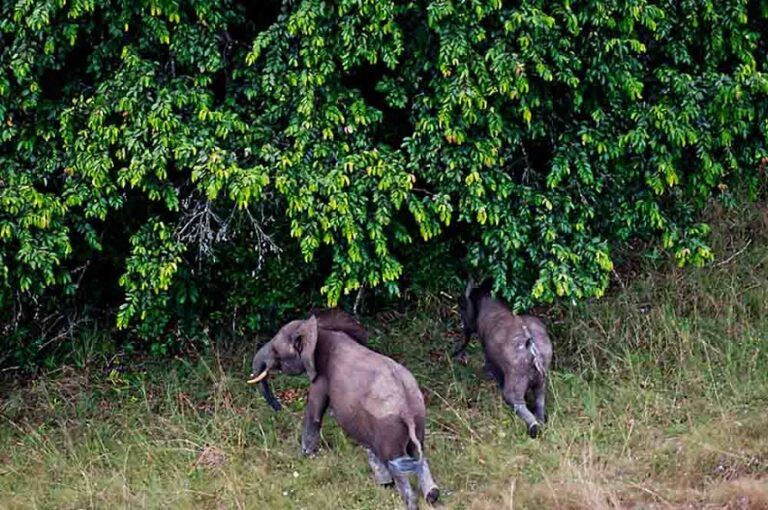 Gabon aims to transform its national parks into a global benchmark