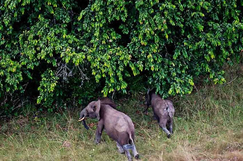 Gabon aims to transform its national parks into a global benchmark