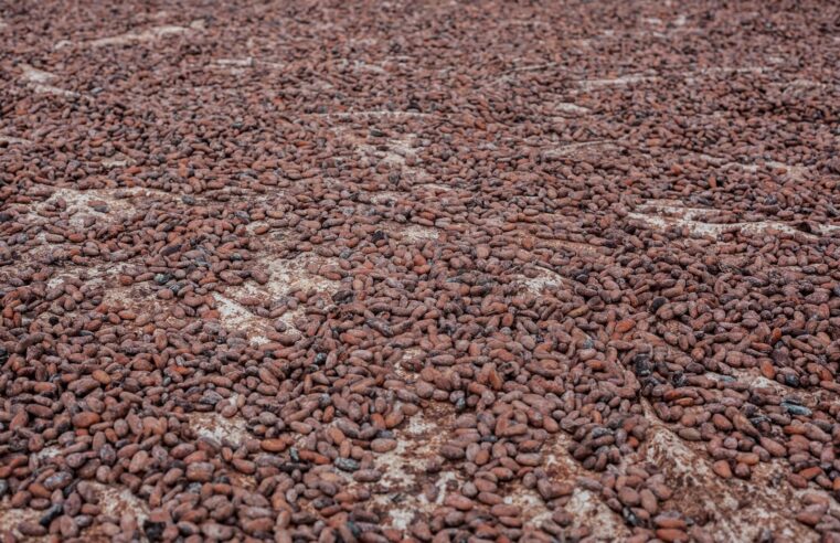 Cameroun: Cacao atteint un nouveau record de 2 600 FCFA en fin de campagne