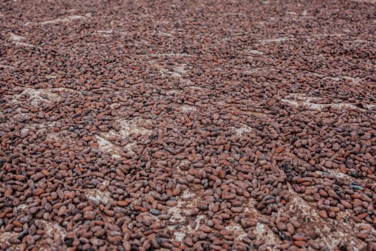 Cameroun: Cacao atteint un nouveau record de 2 600 FCFA en fin de campagne