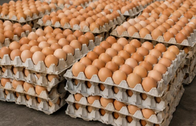 Government price cap on eggs stifles Burkina Faso’s poultry sector