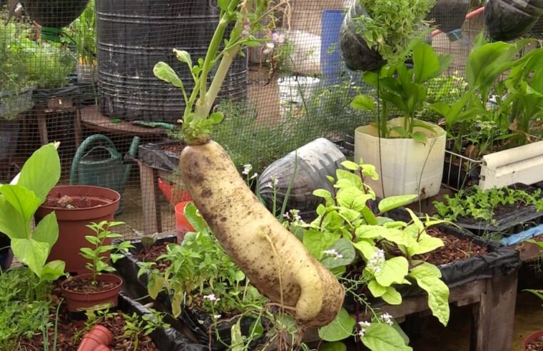 Eco-friendly shopping in Bamako how Mali’s bio markets thrive on local produce