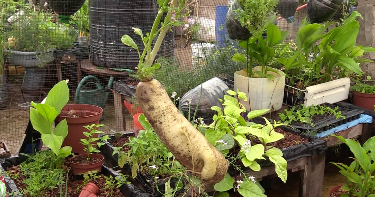 Eco-friendly shopping in Bamako how Mali’s bio markets thrive on local produce