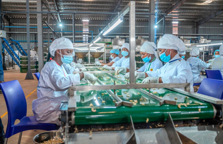 Ivorian cashew industry boosted by new financing deal for local processors