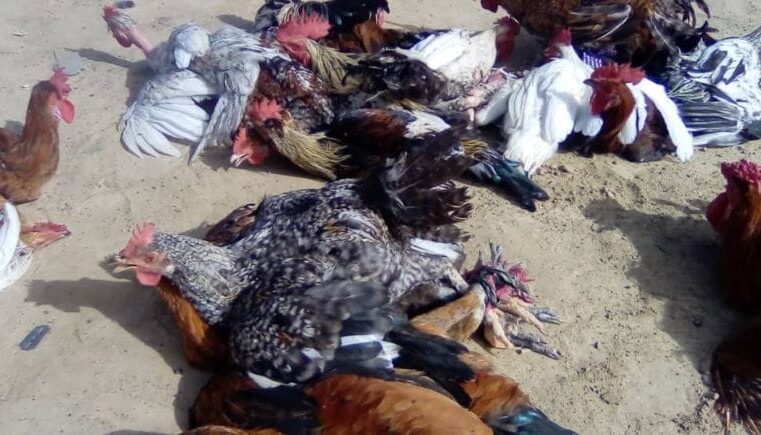 Soaring poultry prices in ati Chad impact households and local trade